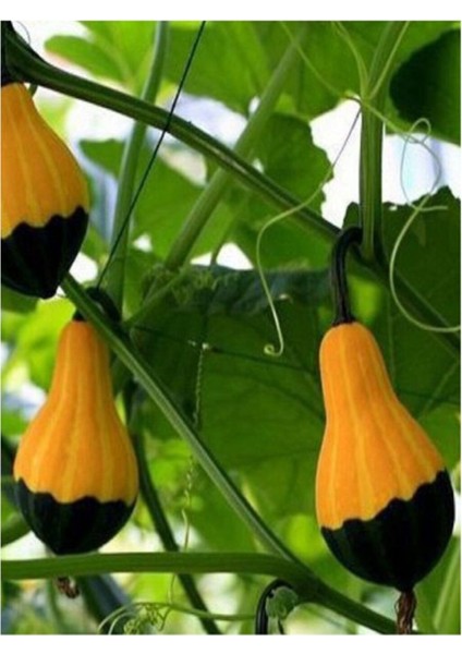 Sarı Yeşil Kabak Tohumu 5 Adet Tohum Süs Kabağı modelleri