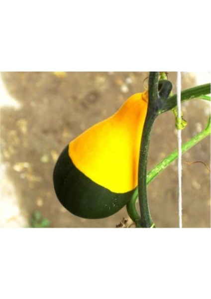 Sarı Yeşil Kabak Tohumu 5 Adet Tohum Süs Kabağı fırsatları