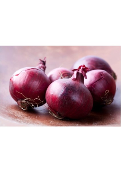 Nadir Ithal Mor Soğan Tohumu 100 Adet Tohum modelleri