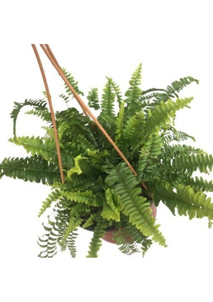 Berceste Peyzaj Aşk Merdiveni Fujer Nephrolepis Makrome Saksıda Ev Bitkisi Ofis