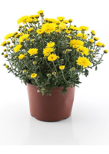 Videolu Çalı Papatyası Sarı Renk (20 40 Cm)1 Adet Saksılı Dış Mekan Bitkisi Euryops