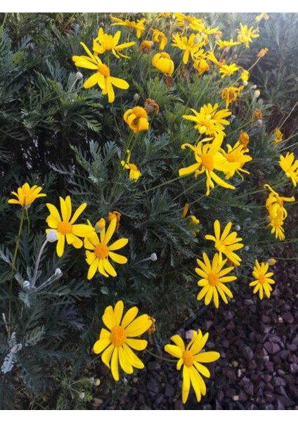 Videolu Çalı Papatyası Sarı Renk (20 40 Cm)1 Adet Saksılı Dış Mekan Bitkisi Euryops fiyatları