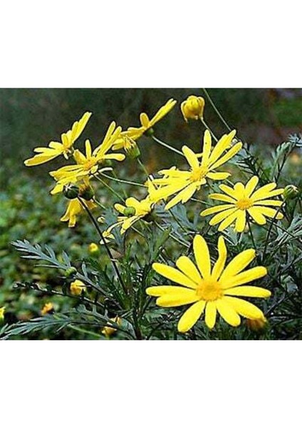 Videolu Çalı Papatyası Sarı Renk (20 40 Cm)1 Adet Saksılı Dış Mekan Bitkisi Euryops fırsatları