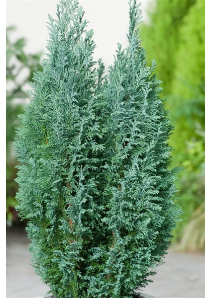 Videolu Yılbaşı Çamı Elwoodi Servi 100 cm Saksılı | Yalancı Servi Fidanı Pinus Eldarica