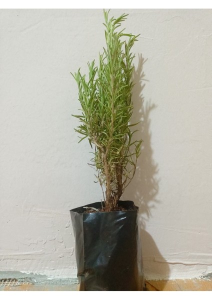 1 Adet Tüplü Saksılı Biberiye Fidesi