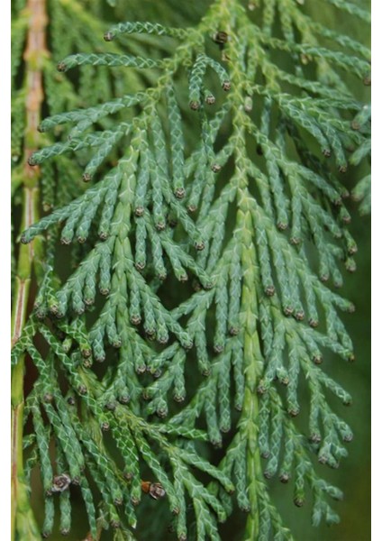 Videolu Yılbaşı Çamı Elwoodi Servi 100 cm Saksılı | Yalancı Servi Fidanı Pinus Eldarica fiyatları