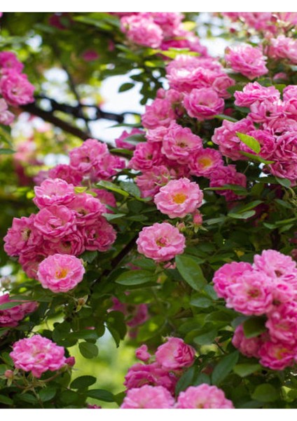 Videolu Pembe Sarmaşık Çardak Gül Fidanı 1 Adet Saksılı/ Tüplü 90-120 cm (Climbing Rose) fiyatları
