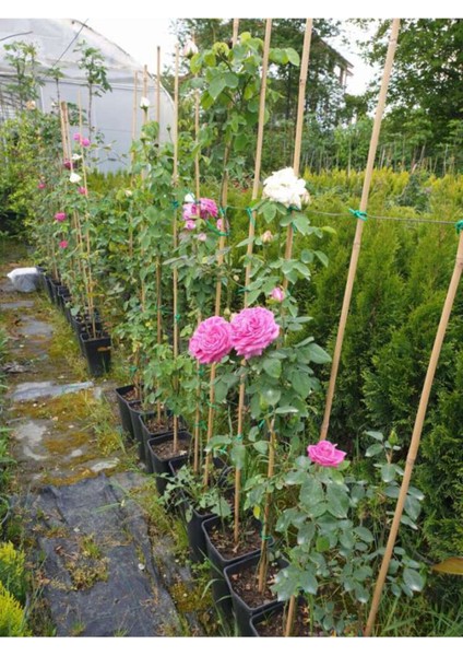 Videolu Pembe Sarmaşık Çardak Gül Fidanı 1 Adet Saksılı/ Tüplü 90-120 cm (Climbing Rose) modelleri