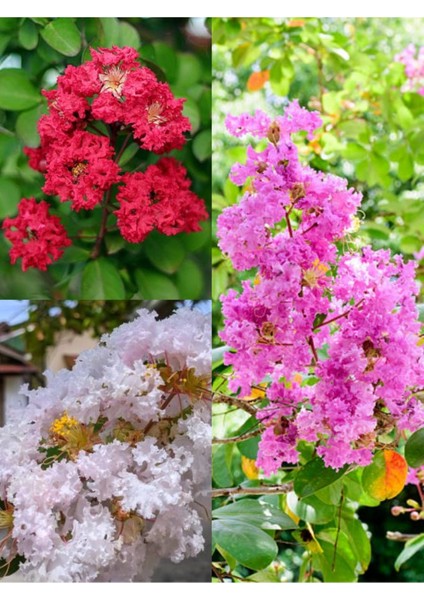 Videolu Oya Ağacı Çiçeği Kırmızı-Beyaz-Pembe 3 Adet Saksılı/ Tüplü 40-70 cm (Lagerstroemia Indica)