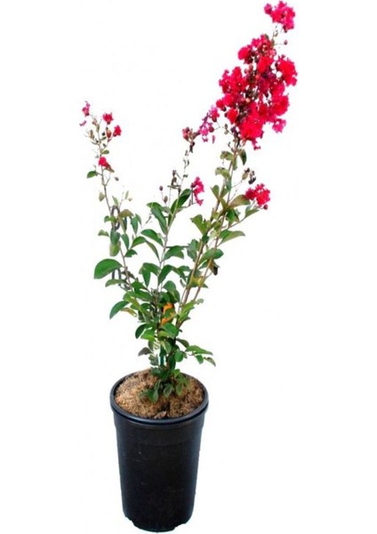 Videolu Oya Ağacı Çiçeği Kırmızı-Beyaz-Pembe 3 Adet Saksılı/ Tüplü 40-70 cm (Lagerstroemia Indica) fiyatları