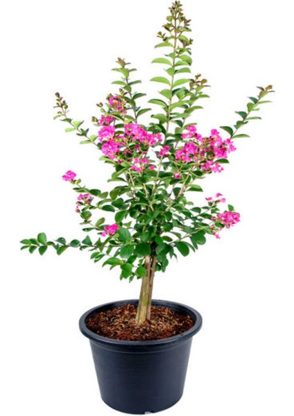 Videolu Oya Ağacı Çiçeği Kırmızı-Beyaz-Pembe 3 Adet Saksılı/ Tüplü 40-70 cm (Lagerstroemia Indica) modelleri
