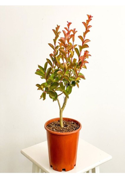 Videolu Oya Ağacı Çiçeği Kırmızı-Beyaz-Pembe 3 Adet Saksılı/ Tüplü 40-70 cm (Lagerstroemia Indica) fırsatları