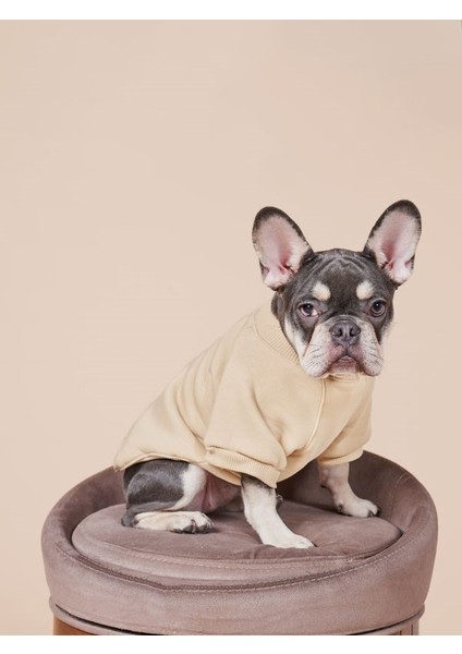 Nakış baskılı küçük ırk köpek sweatshirt, Balloon köpek kıyafeti modelleri