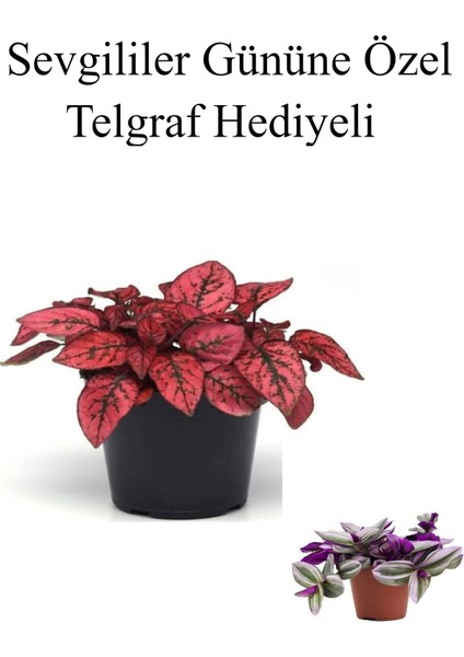 Sevgililer Gününe Özel Kırmızı Renk Hostes Çiçeği Telgraf Hediyeli