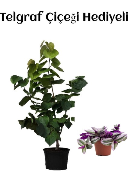 Harika Kokulu Mor Leylak Fidanı Sevgililer Gününe Özel Telgraf Hediyeli