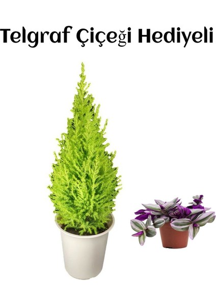 Limon Kokulu Salon Limon Çamı Sevgililer Gününe Özel Telgraf Hediyeli