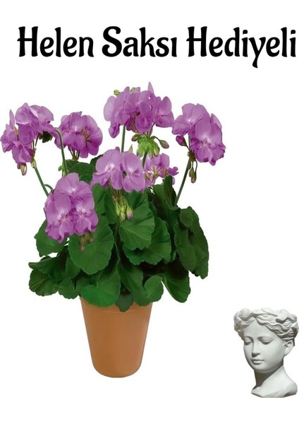 Mor Renk Sardunya Çiçeği Sevgililer Gününe Özel Helen Saksı Hediyeli