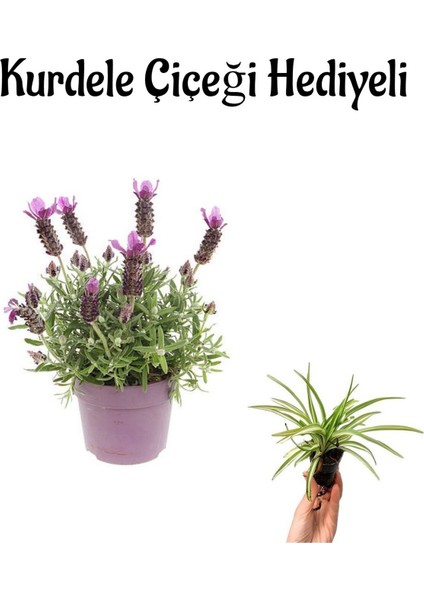 Yogun Kokulu Lavanta Çiçeği Fidanı Sevgililer Gününe Özel Kurdele Çiçeği Hediyeli