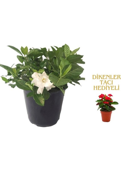 Videolu 1 Adet Sevgililer Gününe Özel Gardenya Çiçeği 20-30CM Saksılı Dikenler Tacı Hediye Gardenia