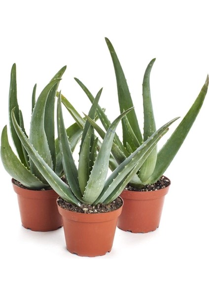 Aloevera Fidanı (Boy 25-30 Cm)