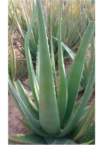 Aloevera Fidanı (Boy 25-30 Cm) fiyatları