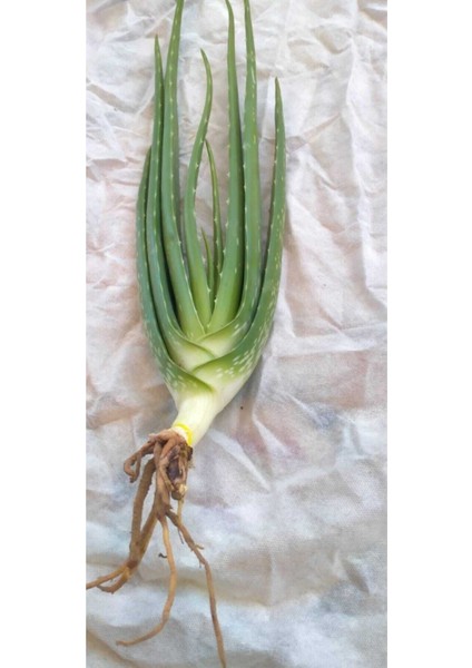 Aloevera Fidanı (Boy 25-30 Cm) modelleri