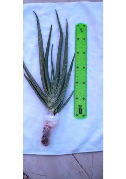Aloevera Fidanı (Boy 25-30 Cm) fırsatları
