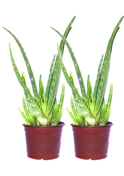 2 Adet Aloevera Çiçeği Bitkisi Aloe Vera Fidanı Dolgun Bol Yavrulu 25-30CM