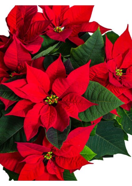 Videolu 1 Adet Atatürk Çiçeği Ofis/salon Bitkisi 40-60 cm Saksılı Iç Mekan Bitkileri Poinsettia fiyatları