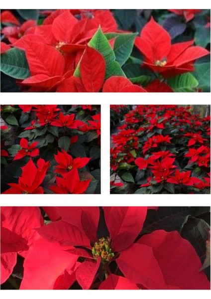Videolu 1 Adet Atatürk Çiçeği Ofis/salon Bitkisi 40-60 cm Saksılı Iç Mekan Bitkileri Poinsettia