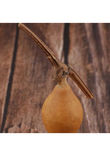 Küçük Su Kabakları Sonbahar Kase Dolgu Dıy Için Rustik Dekorasyon El Sanatları Kurutulmuş (Yurt Dışından) modelleri
