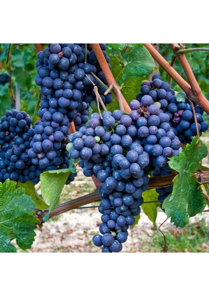 Tüplü Merlot Black Üzüm (Asma-Bağ) Fidanı