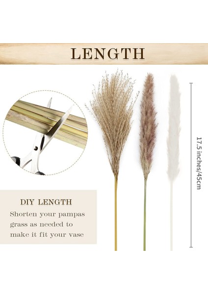 60 Adet Doğal Kurutulmuş Pampas Çim, Kurutulmuş Görkemli Çim, 3 Çeşit, Çiçek Aranjmanları Düğün Boho Ev Dekor Için (Yurt Dışından) fiyatları
