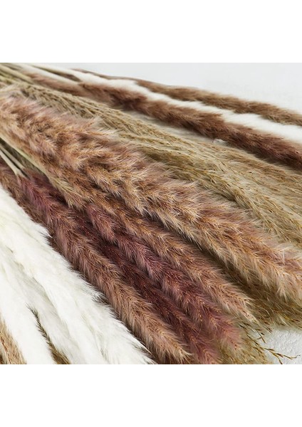 60 Adet Doğal Kurutulmuş Pampas Çim, Kurutulmuş Görkemli Çim, 3 Çeşit, Çiçek Aranjmanları Düğün Boho Ev Dekor Için (Yurt Dışından) modelleri