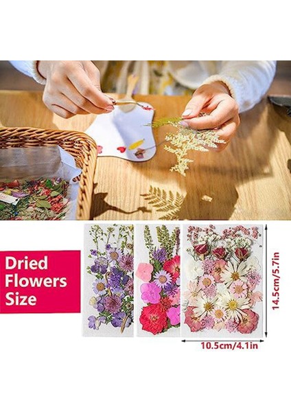 3 Paket Kurutulmuş Preslenmiş Çiçekler, El Sanatları Için Doğal Renkli Preslenmiş Çiçekler Gerçek Kuru Çiçekler Yaprak Seti Kurutulmuş Çiçekler (Yurt Dışından)