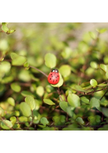 100X Minyatür Bonsai Sanatsal Dollhouse Ahşap Bahçe Peyzaj Uğur Böceği Dekorasyonu (Yurt Dışından) fırsatları