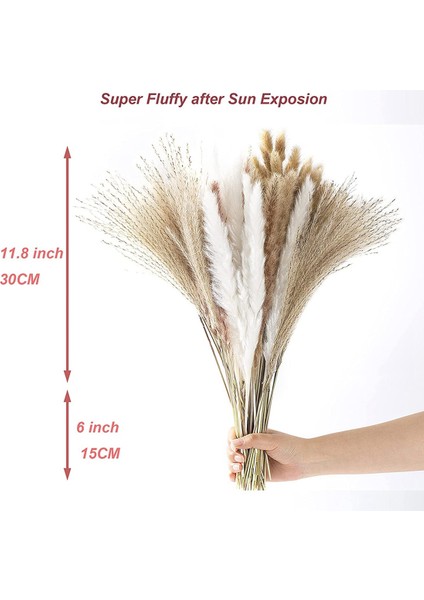 Pampas Çim Dekoru, 100 Adet Doğal Kurutulmuş Kabarık Büyük Gösterişli Çim, Boho Ev Düğün Dekor Için 17.5 Inç Kurutulmuş Çiçekler (Yurt Dışından)
