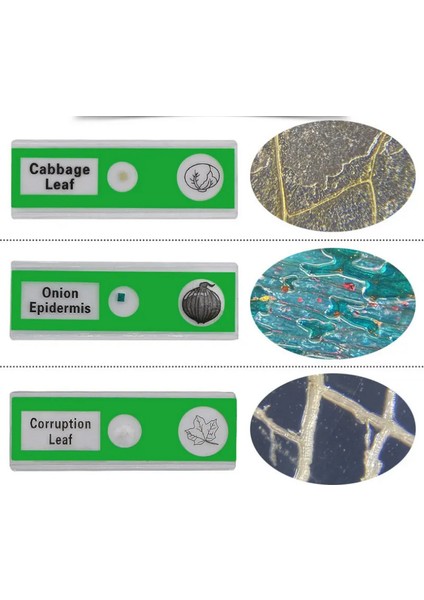 Mikroskop Slayt Preparat Seti Başlangıç 12'li Bitkiler