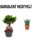 Hediyelik Bonsai Bitkisi Sevgililer Gününe Özel Sukulent Hediyeli 1