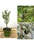 Videolu 1 Adet Hediyelik Bonsai Zeytin Fidanı 20-30 cm Tüplü Çiçekli Bodur Bitkiler Olive Sapling 1