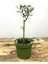 Videolu 1 Adet Hediyelik Bonsai Zeytin Fidanı 20-30 cm Tüplü Çiçekli Bodur Bitkiler Olive Sapling 2