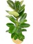 Kauçuk Çiçeği 2'li 80-100CM 2