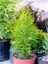 Videolu Gold Rider Sarı Leylandi (20 40CM)1 Adet Saksılı Dış Mekan Bitkisi Cupressocyparis Leylandii 3
