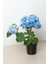 Videolu 1 Adet Mavi Renk Ortanca Çiçeği Fidanı 30-60 cm Saksılı Çiçekli Bodur Bitkiler Hydrangea 4