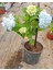 Videolu 1 Adet Mavi Renk Ortanca Çiçeği Fidanı 30-60 cm Saksılı Çiçekli Bodur Bitkiler Hydrangea 5