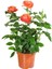 Videolu Mumyalı Turuncu Gül Fidanı 1 Adet 50-80 cm Saksılı Aşılı Gül (Orange Rose) 2
