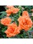 Videolu Mumyalı Turuncu Gül Fidanı 1 Adet 50-80 cm Saksılı Aşılı Gül (Orange Rose) 4
