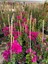 Sarmaşık Begonvil Bitkisi Bougainvillea 2