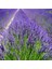 Yoğun Kokulu Lavanta Fidanı 1 Adet 2