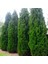 Videolu Muhteşem Kokulu Leylandi Çam Fidanı (30 40 Cm)1 Adet Tüplü Cupressocyparis Leylandii 3